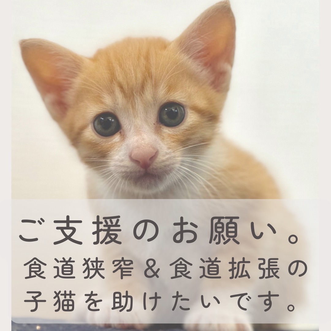 食道拡張&食道狭窄の子猫を助けたい