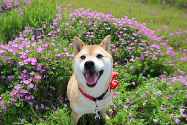いろんな迷い事に。