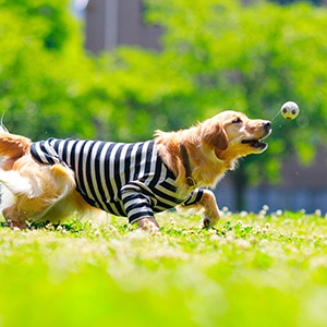 お知らせタイトル１