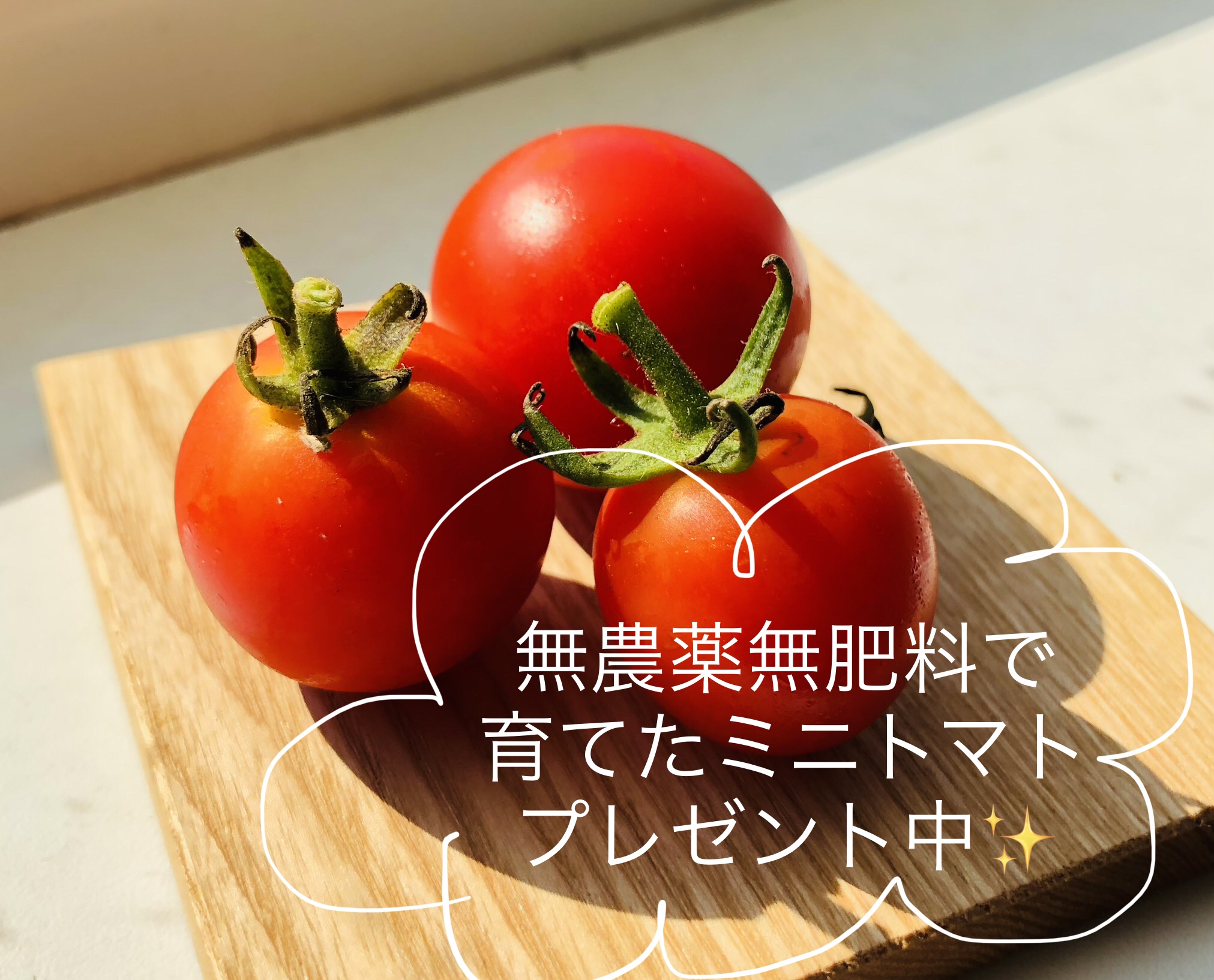 無農薬無肥料で育ったミニトマトプレゼント中！