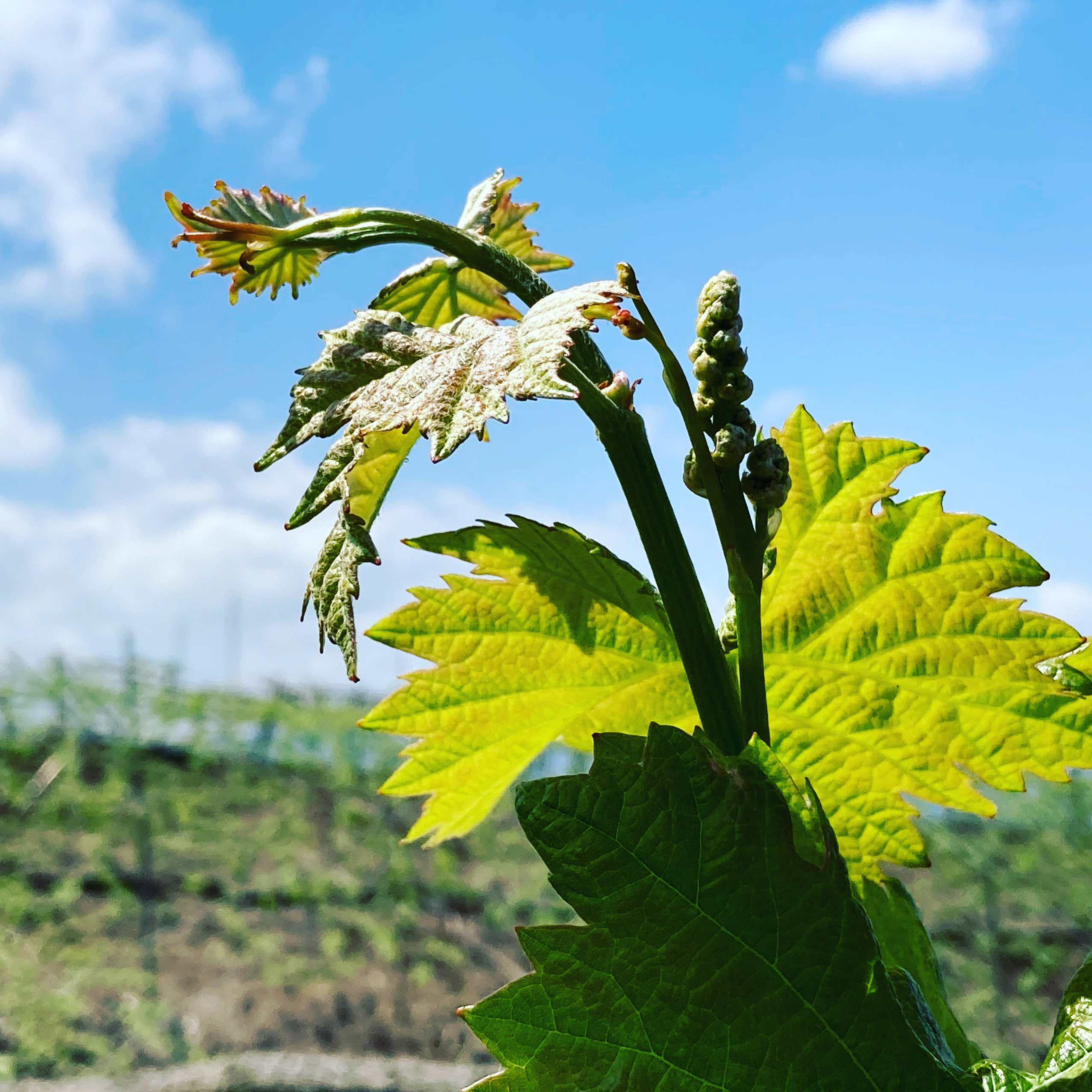 ぶどうの赤ちゃん