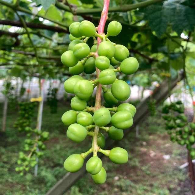 摘粒完了