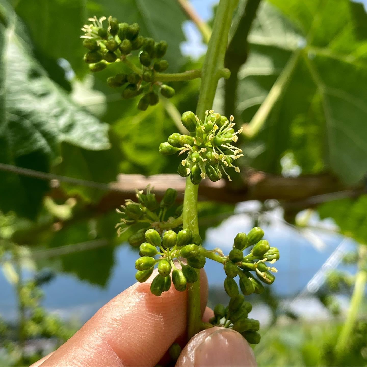 シャインマスカットの花