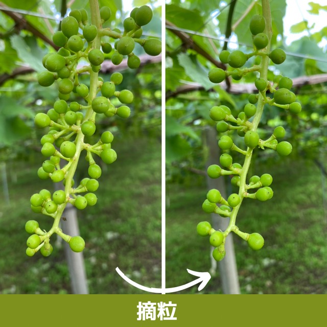 摘粒