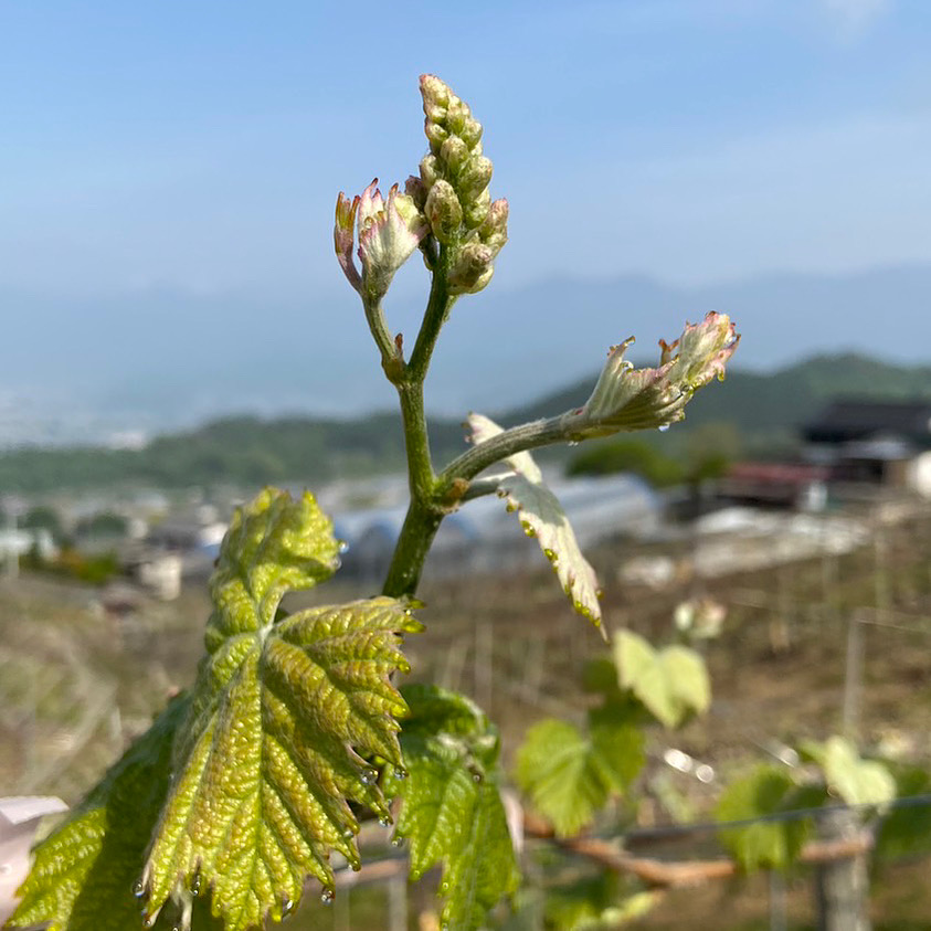 ぶどうの赤ちゃん