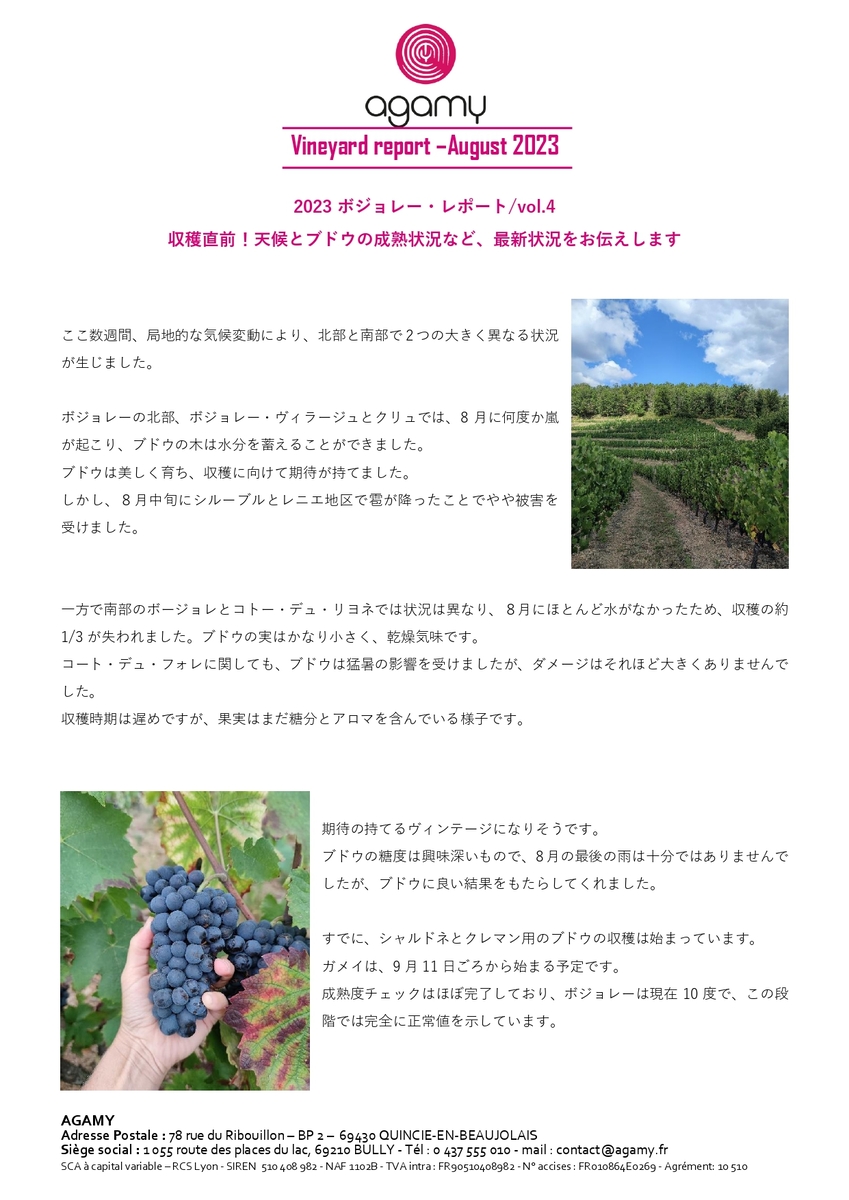 ボジョレー・ヌーヴォー　現地レポート④