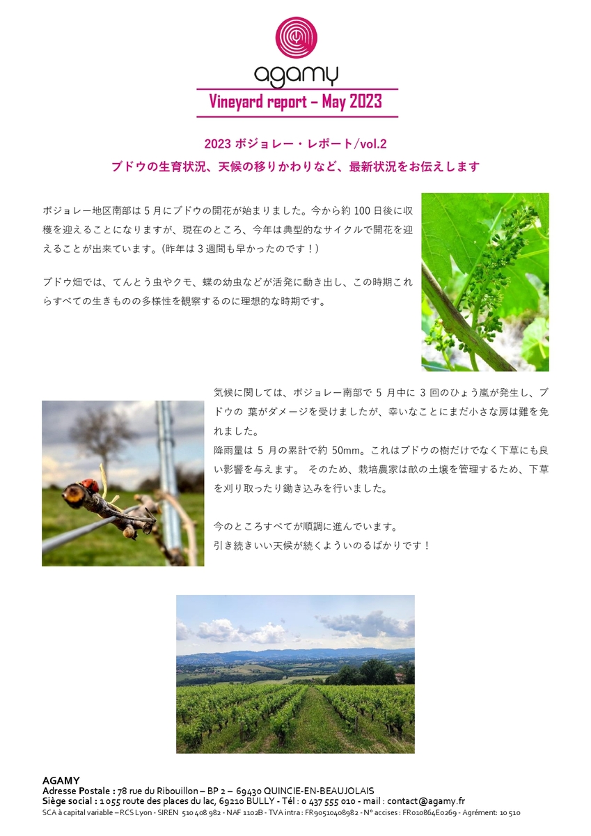 ボジョレー・ヌーヴォー　現地レポート②