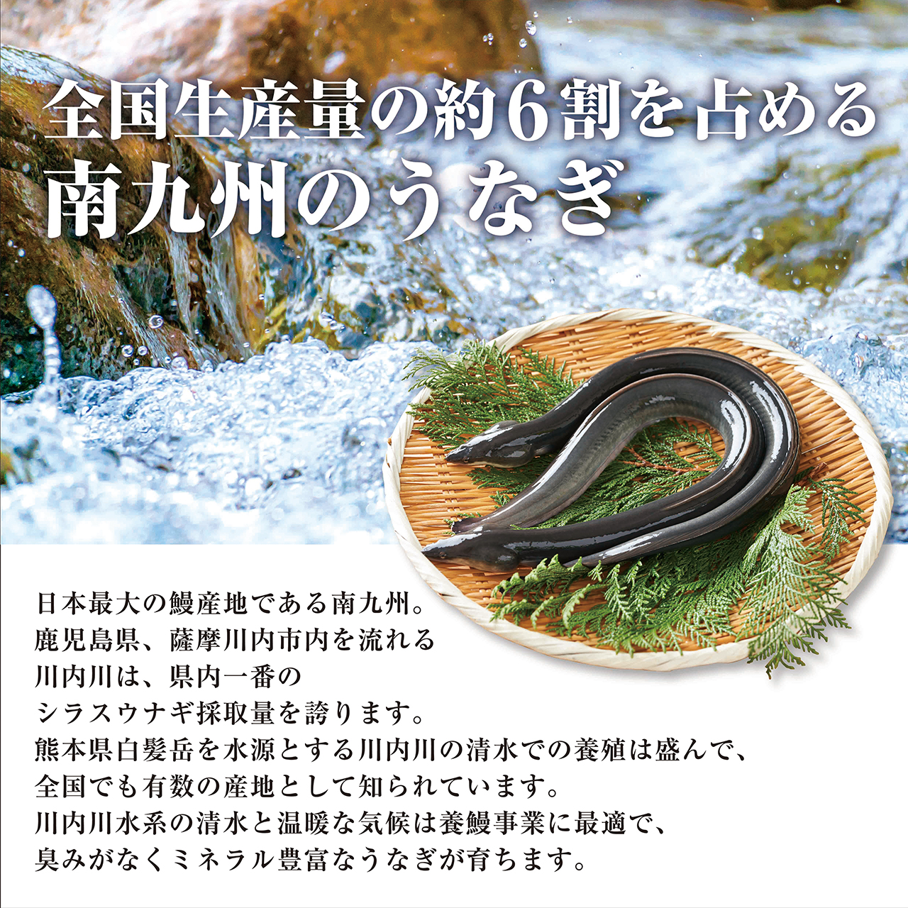 【大阪中央卸売市場から直送】南九州産　特大サイズのうなぎ　販売開始！
