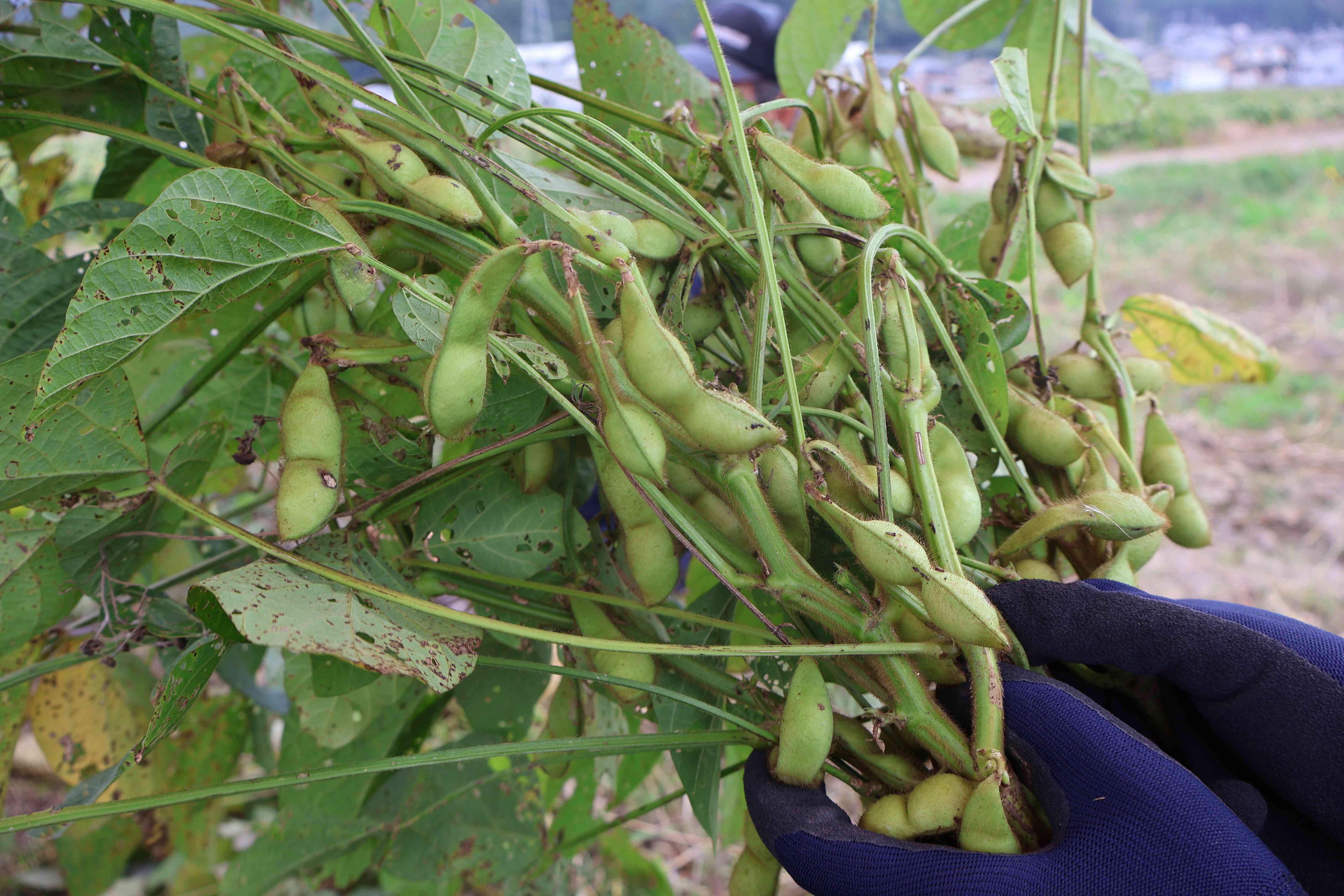 幻の枝豆「丹波　黒枝豆」収穫体験をさせて頂きました！