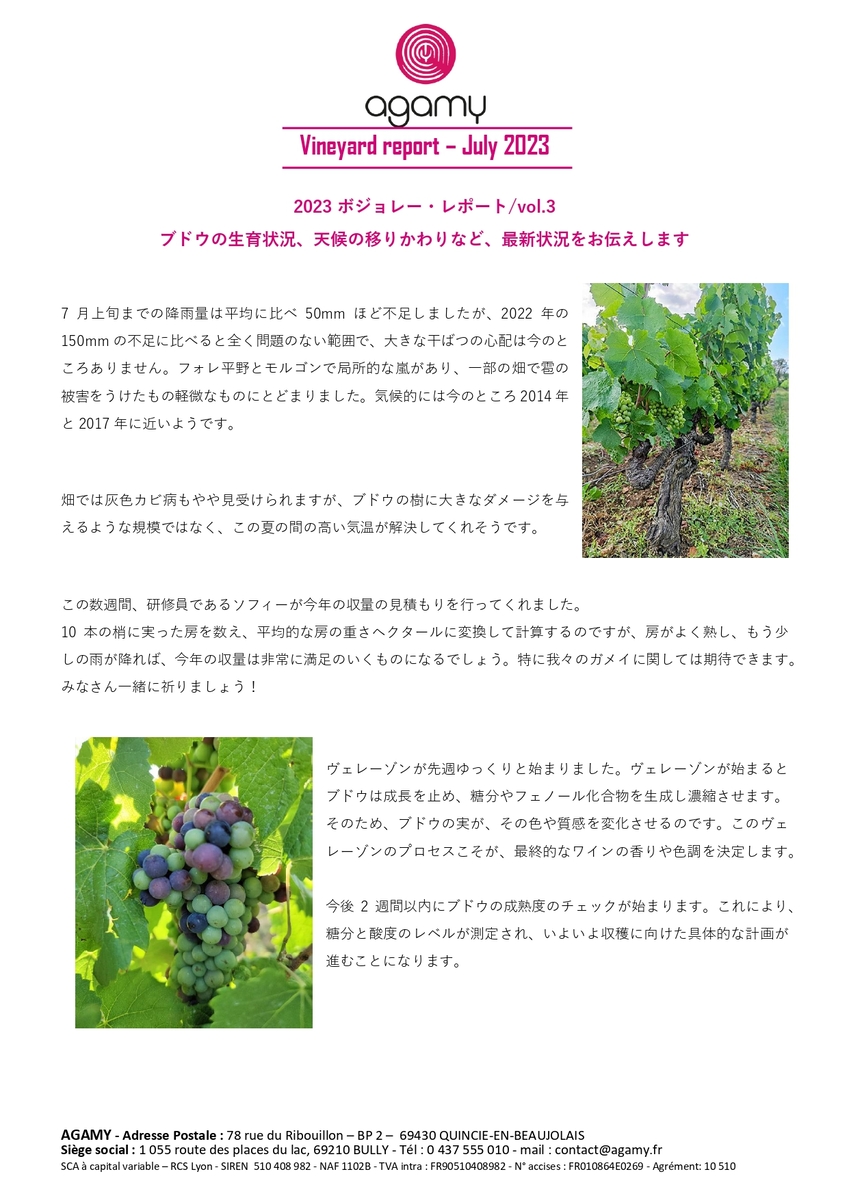 ボジョレー・ヌーヴォー　現地レポート③