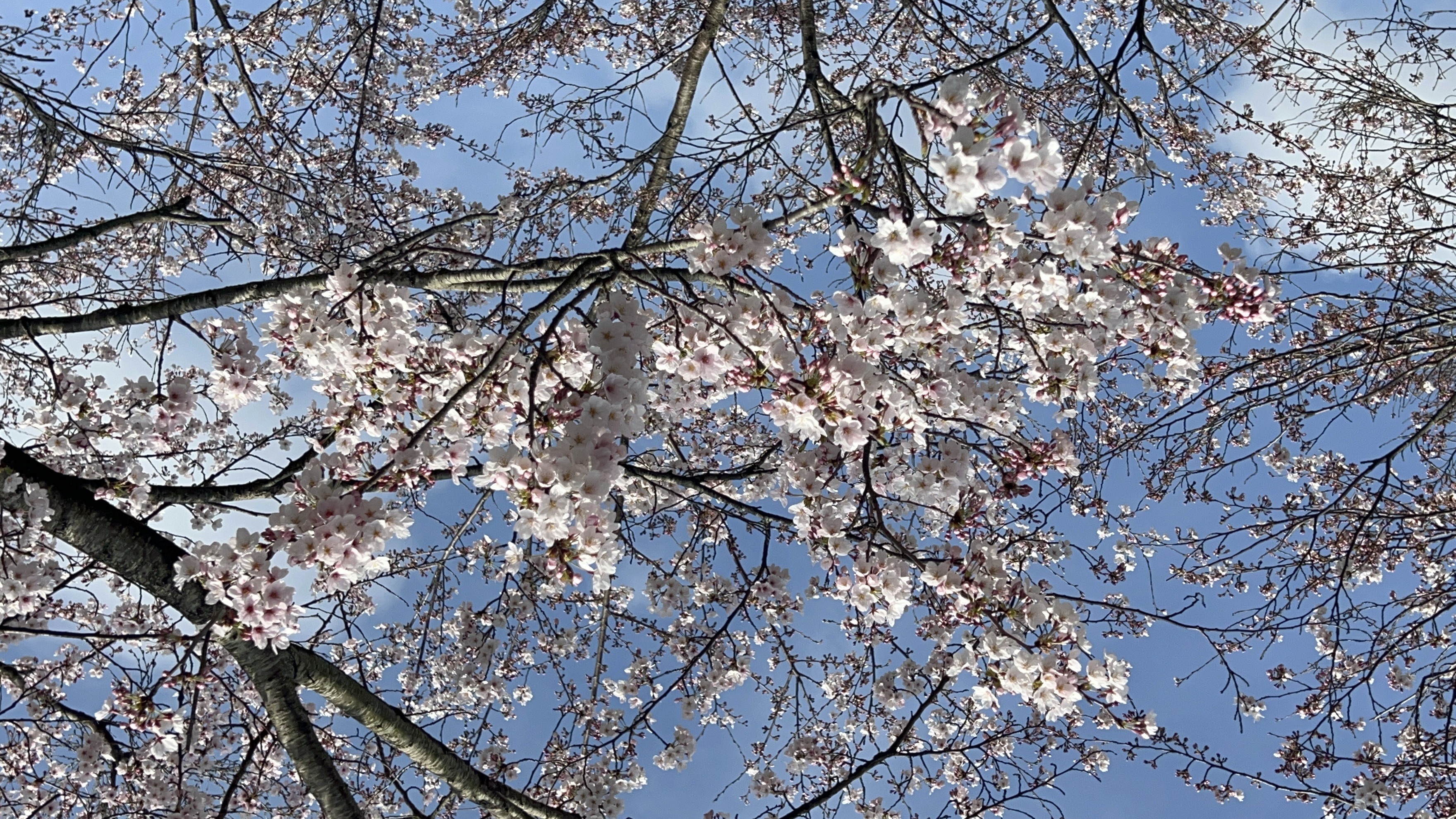 今日はおやすみ！桜を見てきました🌸