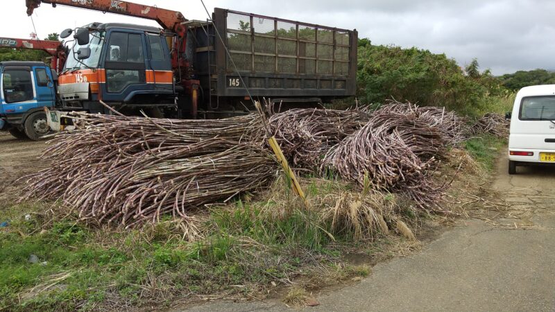徳之島で自作のサトウキビを収穫し、徳南製糖で純黒糖の製品にしてもらいました。