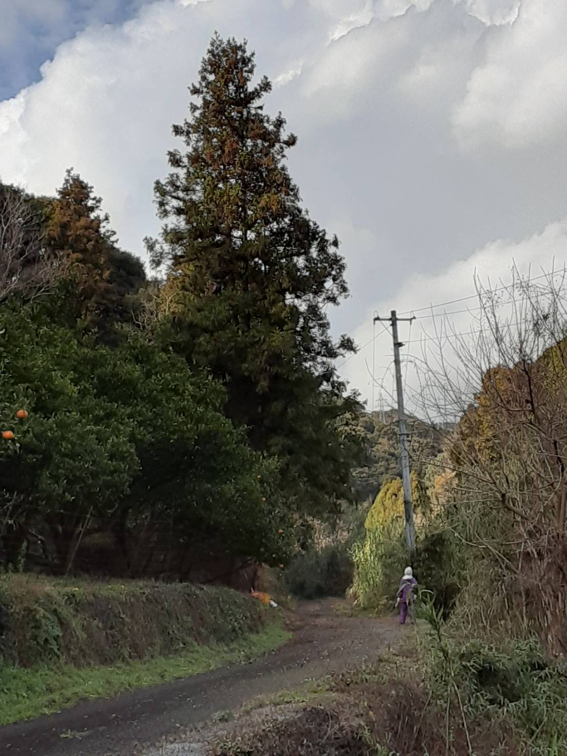 防風林切りと石灰撒き