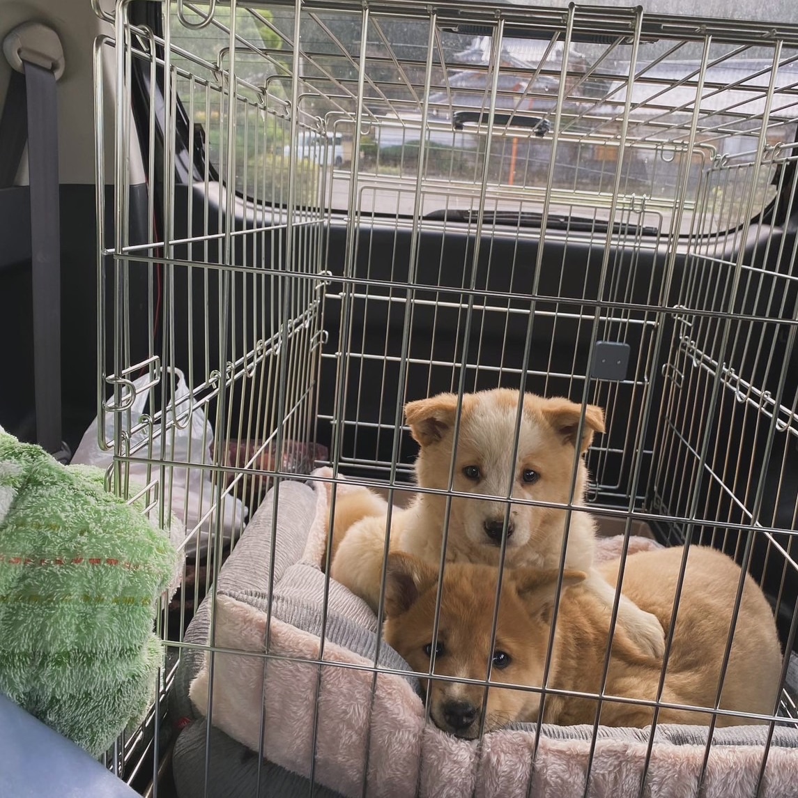 ブログを始めました、可愛い猟の相棒