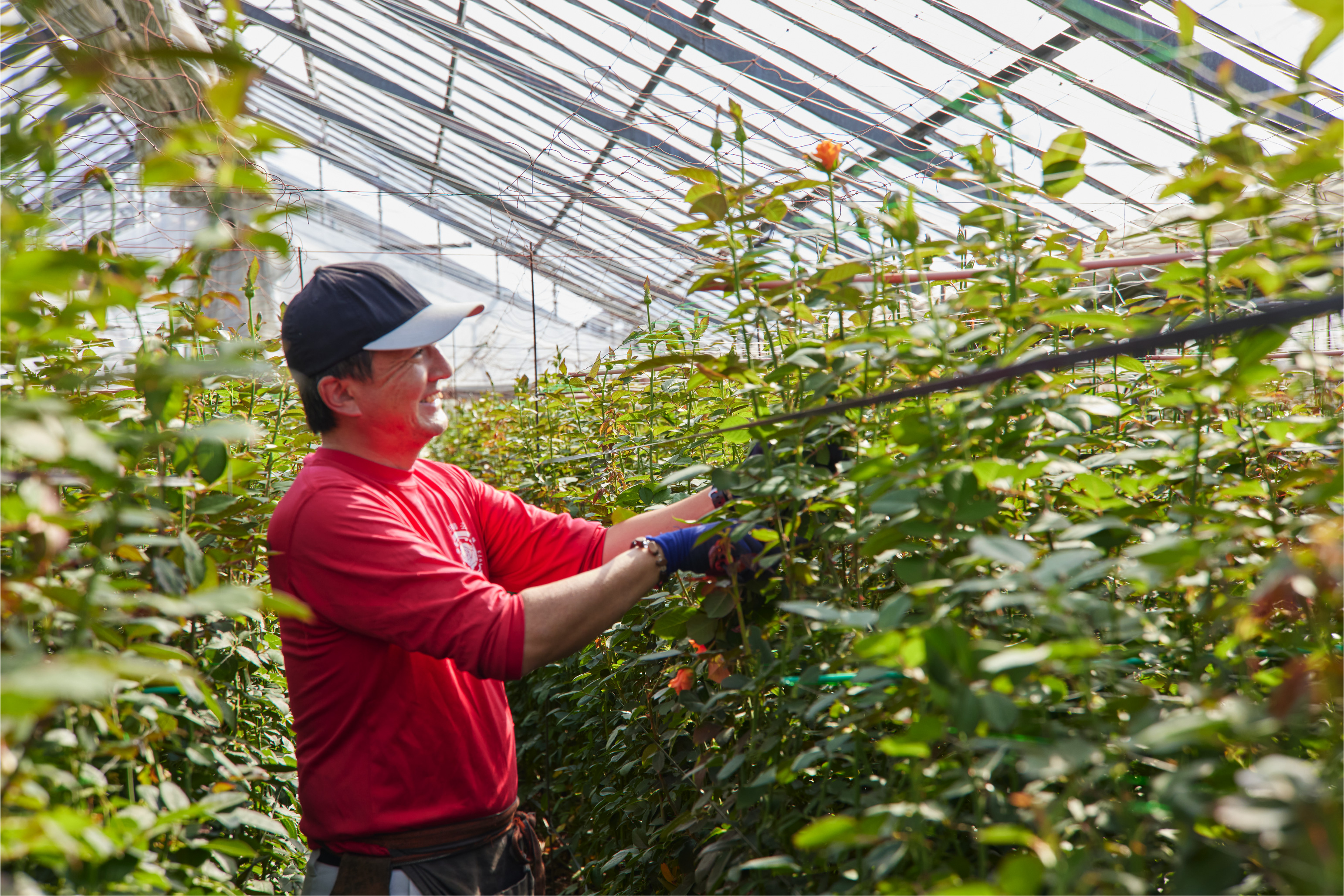 湘南の花もよう「平塚の花もよう」が出来るまで
