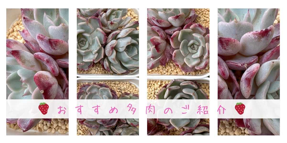 リラシナxサラヒメのご紹介