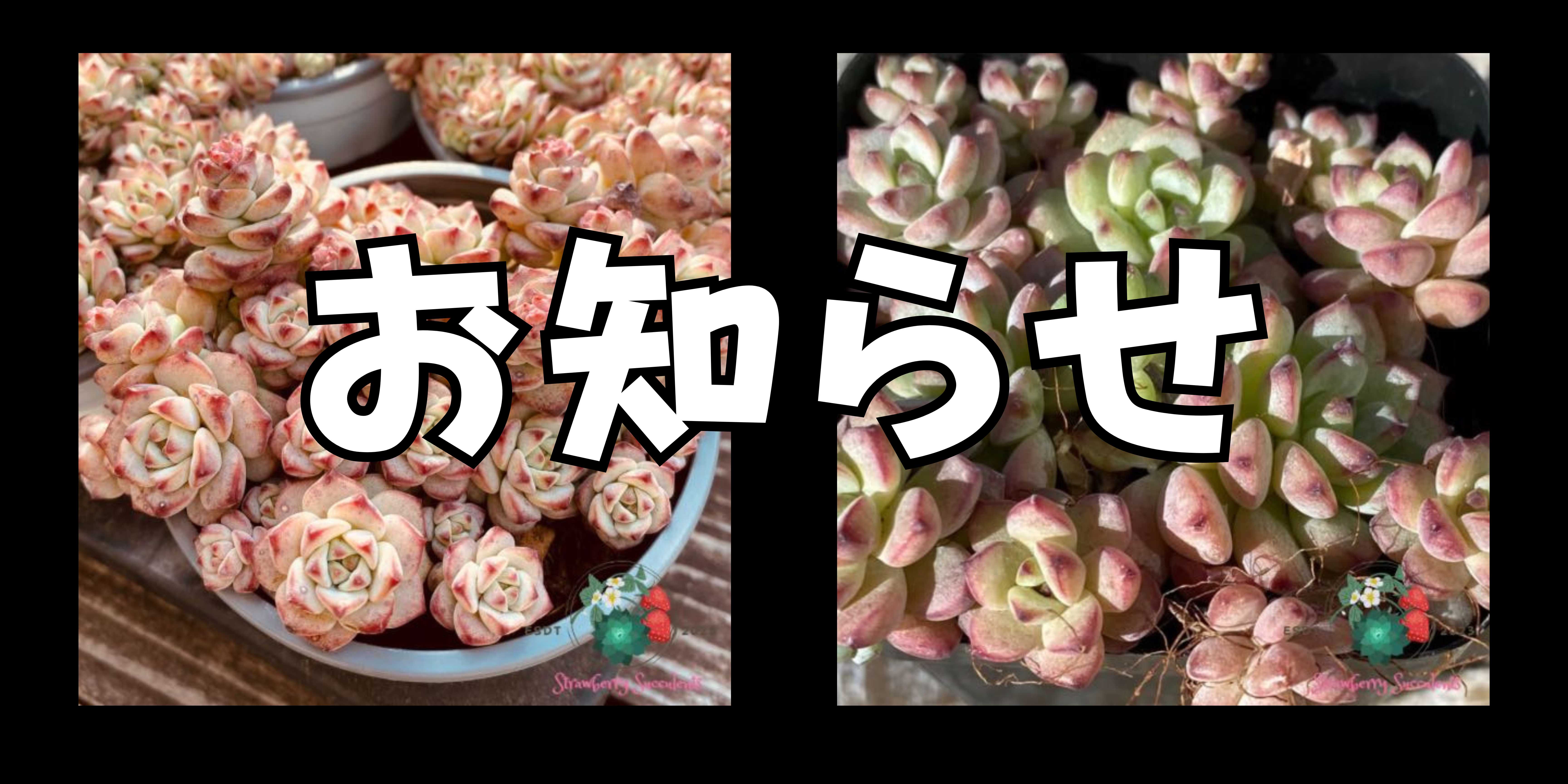 お知らせ「キャラメルスプライトについて」