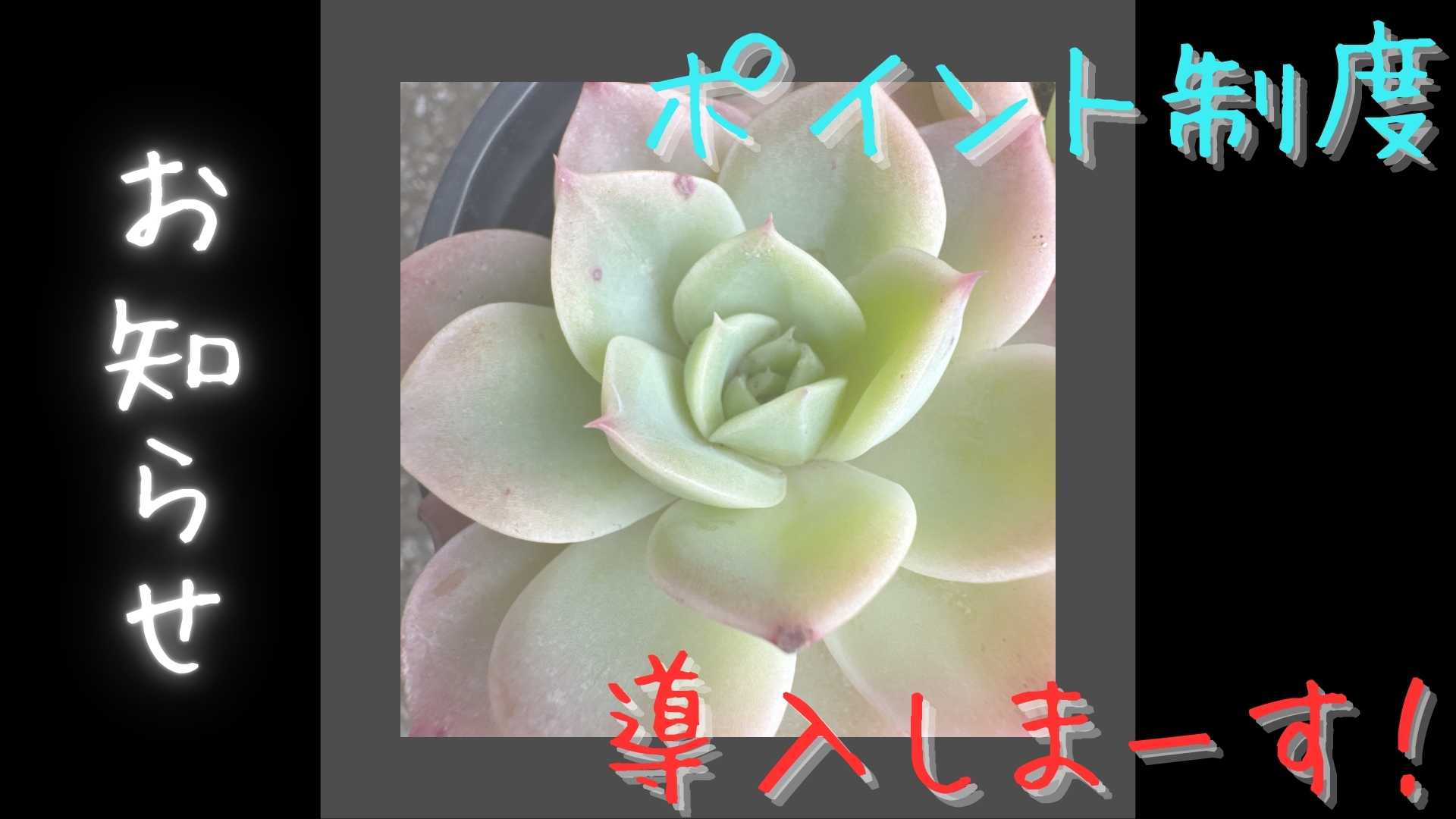 苺っ子ポイント(メンバーシップ)始まるよ！
