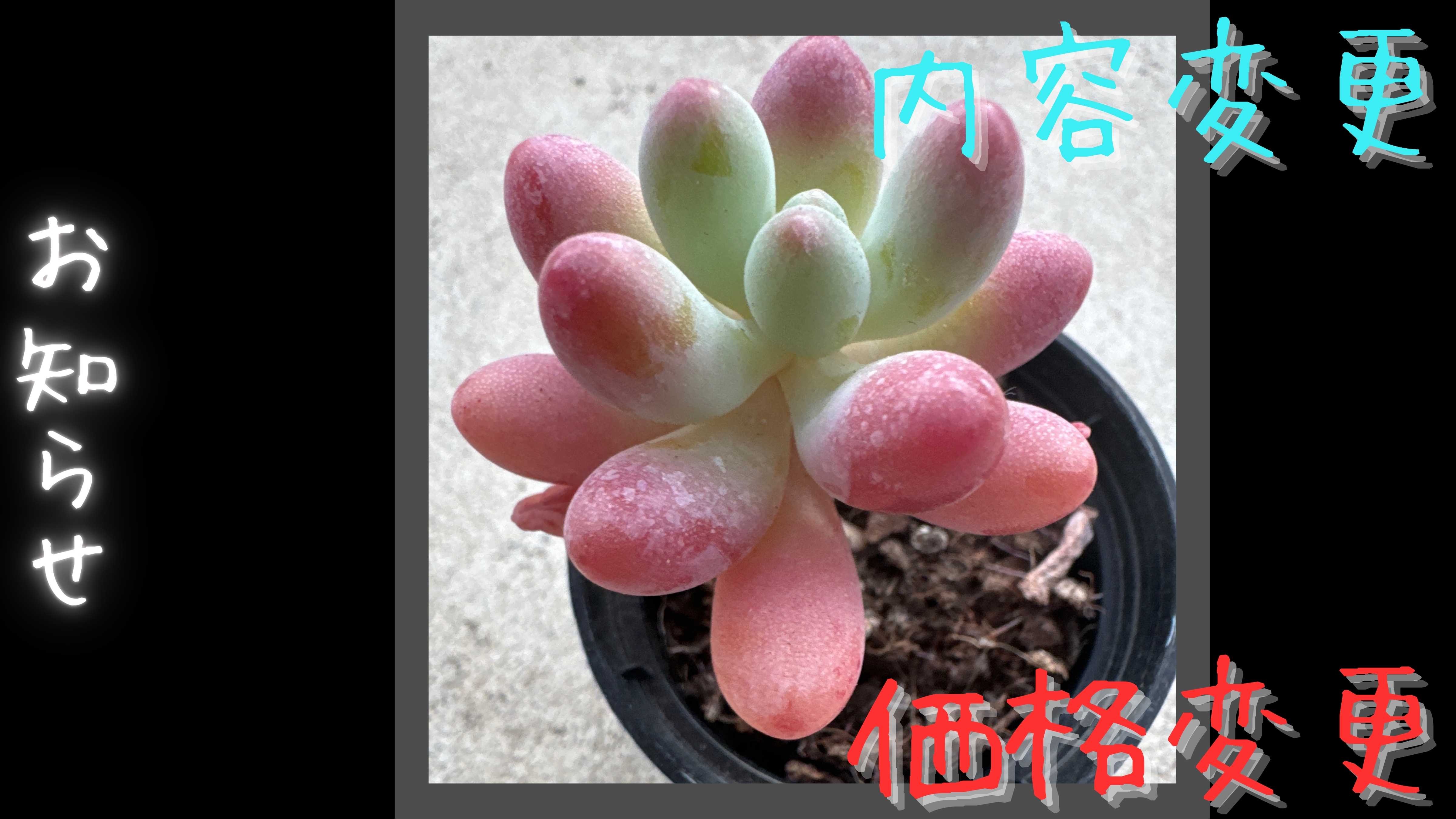 内容変更と価格変更のお知らせ