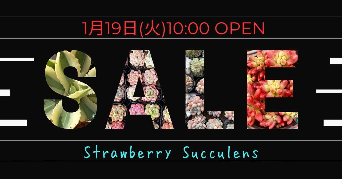 1月19日(火)10:00販売開始いたします！