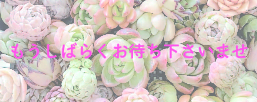 大変お待たせいたしました！販売開始は1月19日(金)からとなります！お得なセットも用意しております！
