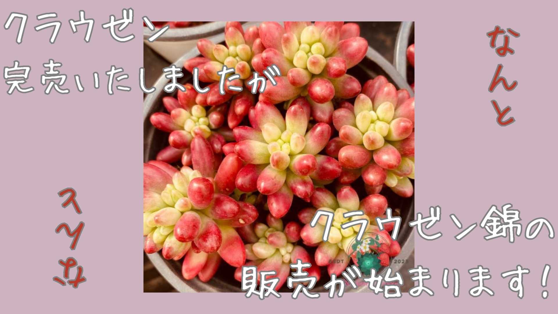 「錦」祭りです！