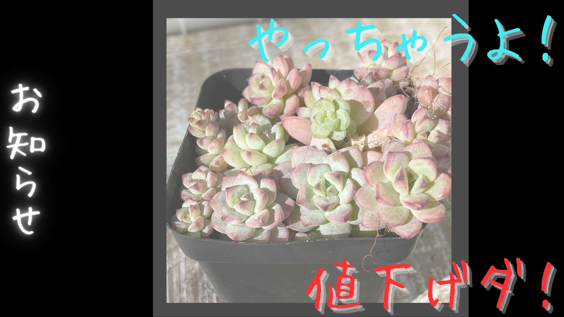 『キャラメルスプライト』値下げしちゃうよ！