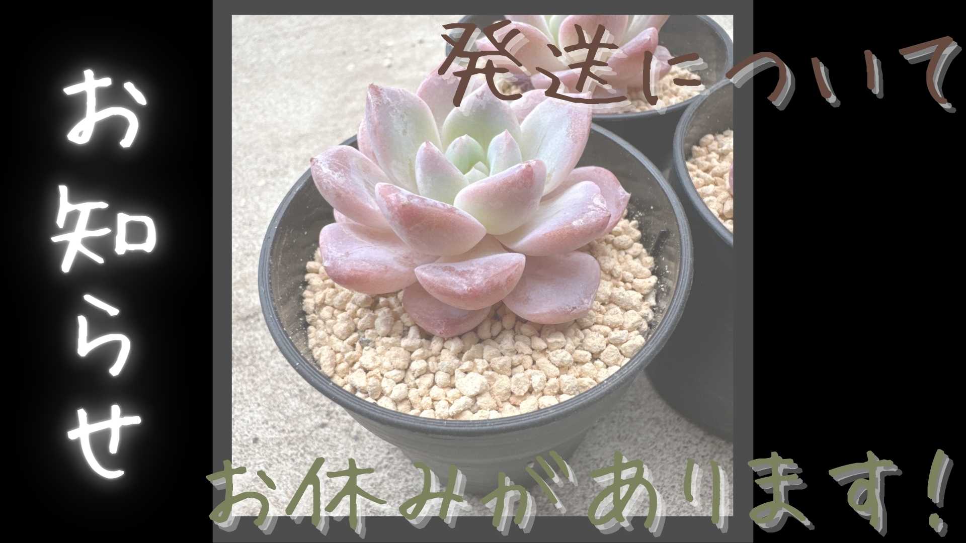 発送のお休みについて【変更です】