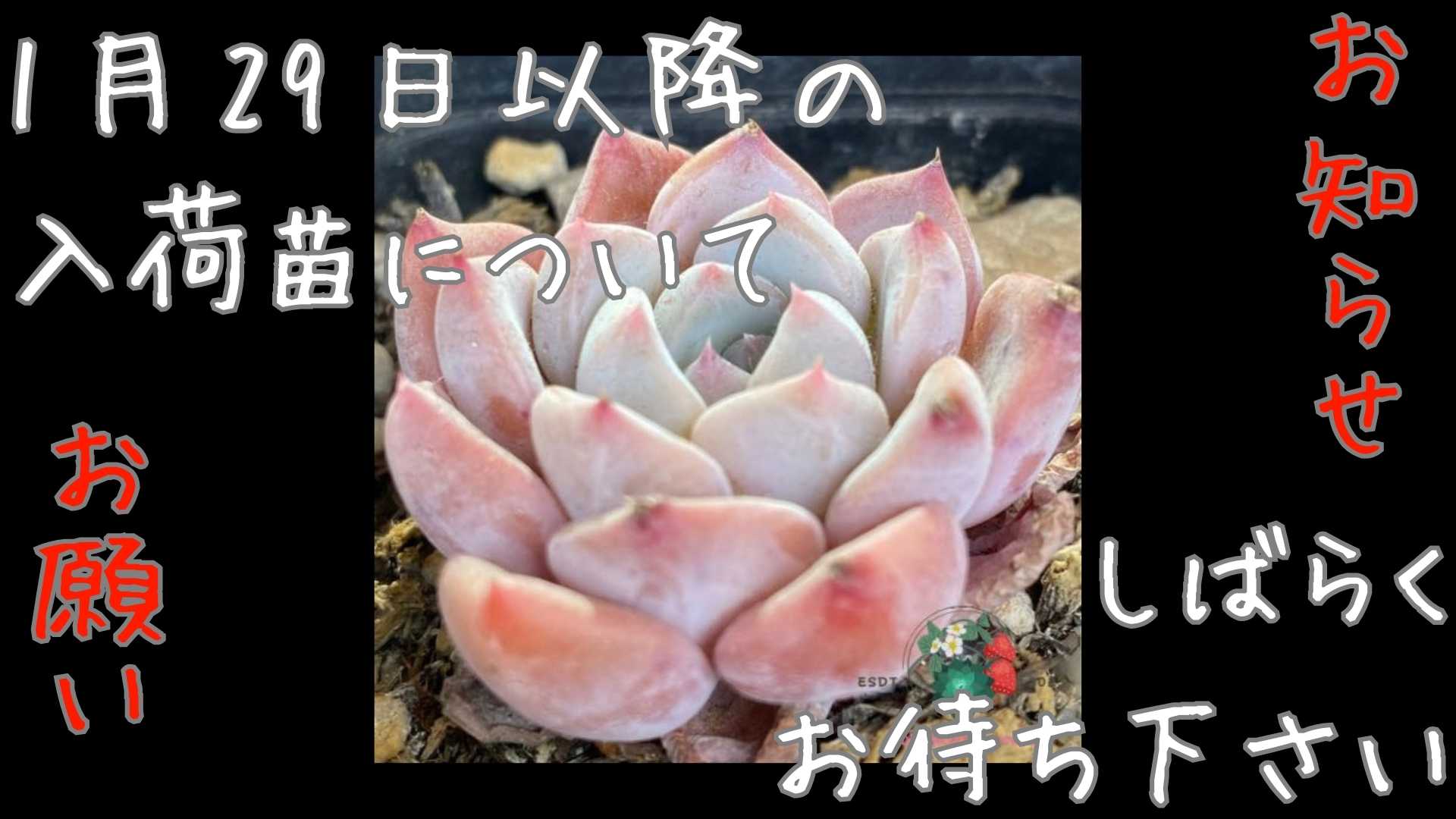 1月29日以降の入荷苗のご注文について