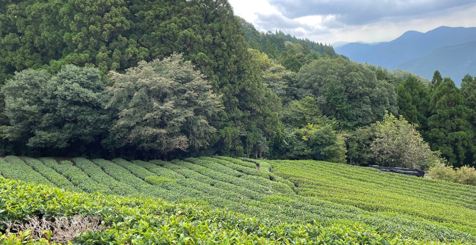 【STORY】茶畑との出会いから始まったブランド