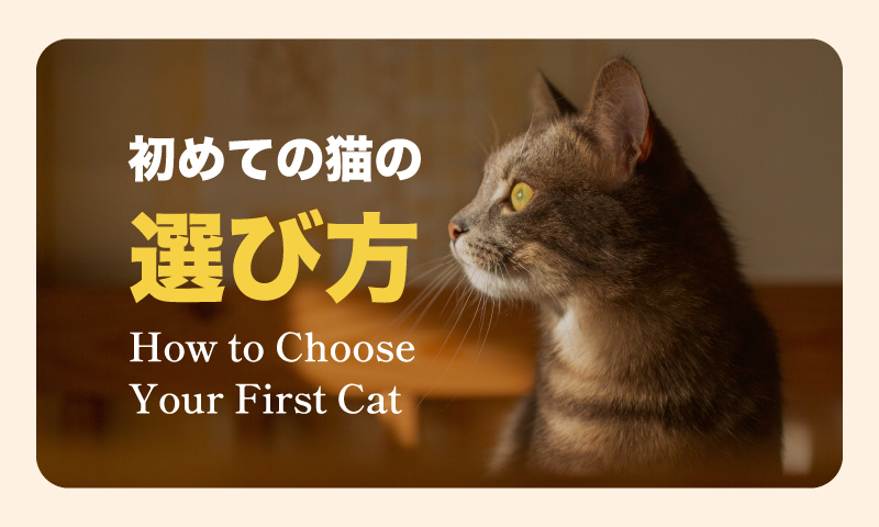 初めての猫の選び方