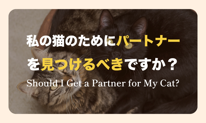 私の猫のためにパートナーを見つけるべきですか？