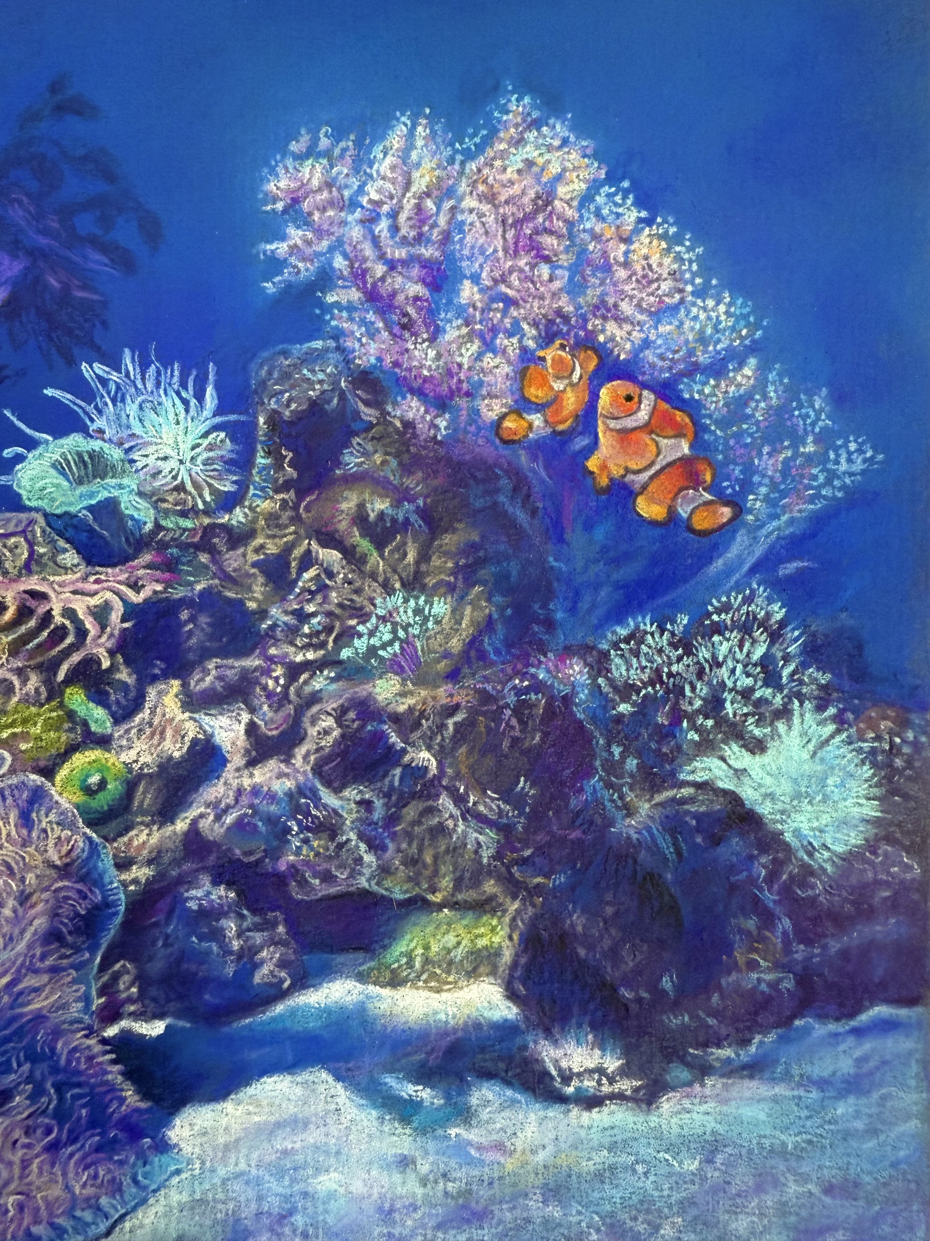 カクレクマノミの親子