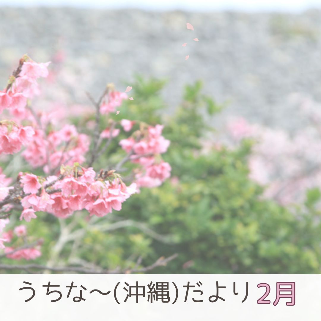 おきなわ晴家より「2月 うちなー(沖縄)だより」