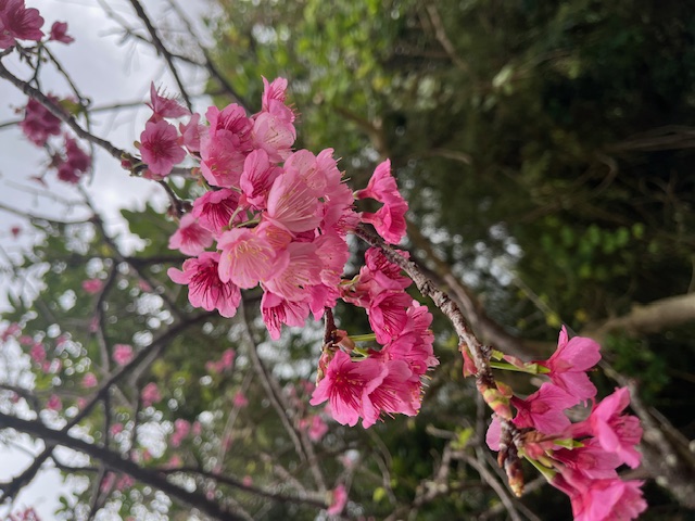 桜祭りinもとぶ八重岳