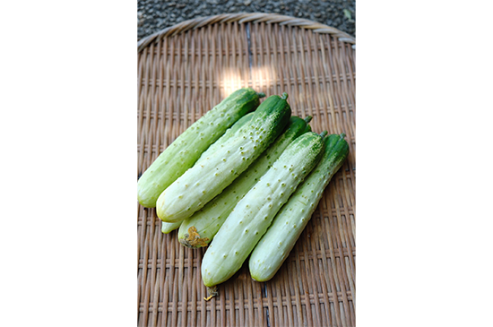 8月3日発送分のお野菜セット