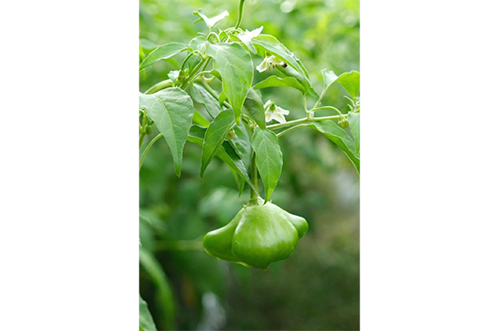 9月21日発送分のお野菜セット