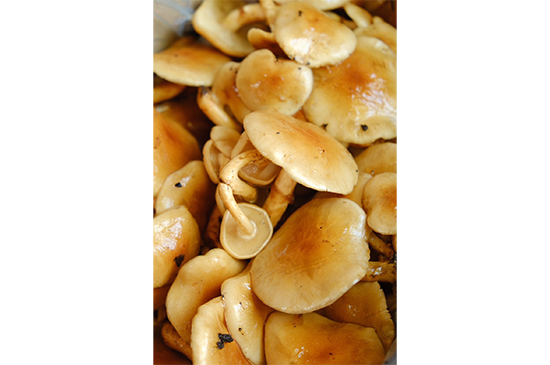 11月17日発送分のお野菜セット