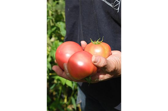8月17日発送分のお野菜セット