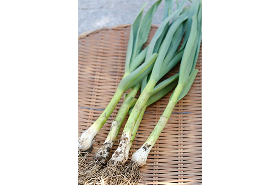 2月23日発送分のお野菜セット