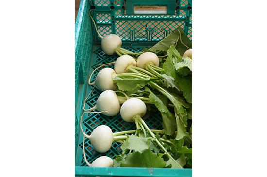 1月19日発送分のお野菜セット