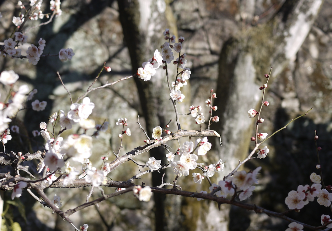 春を迎える前に🌸