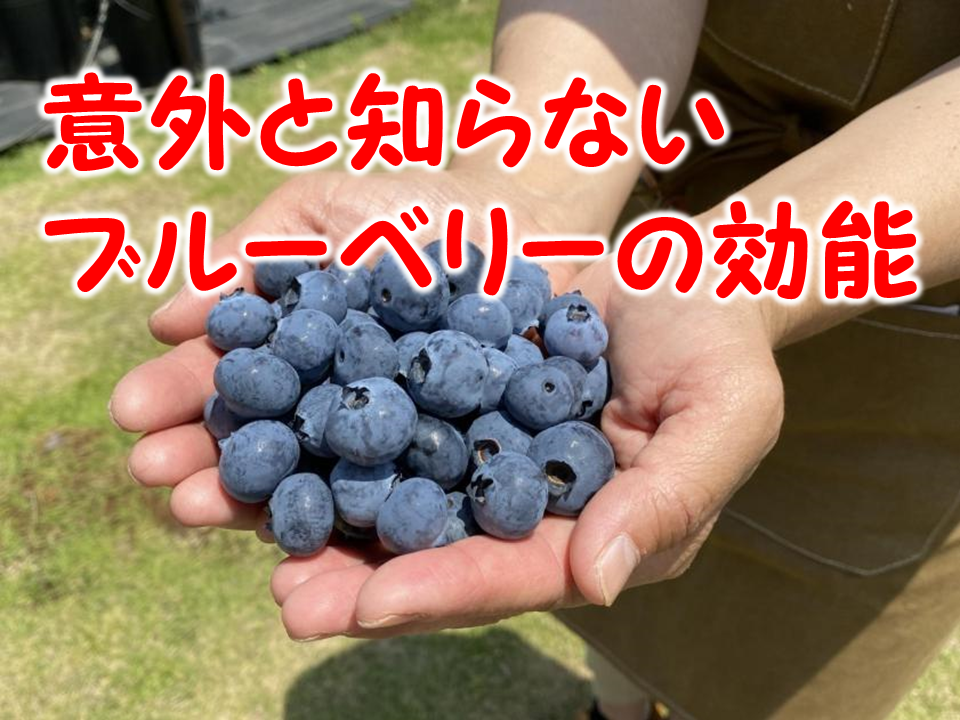 意外と知らないブルーベリー効果