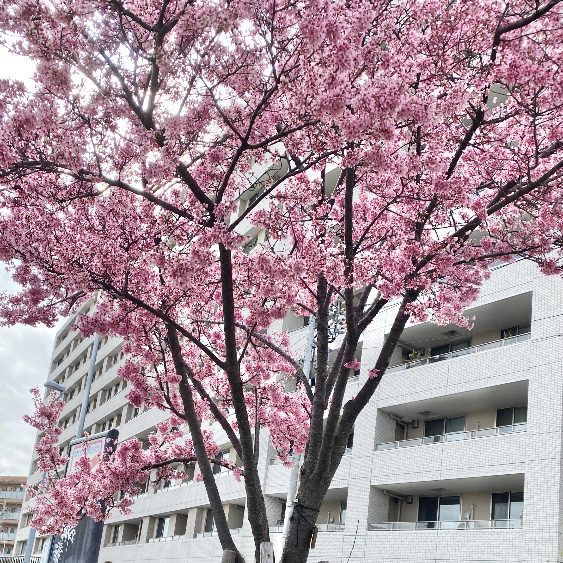 春ですね🌸