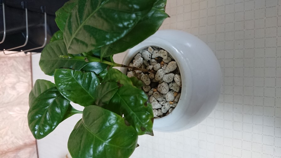 珈琲の苗木の成長