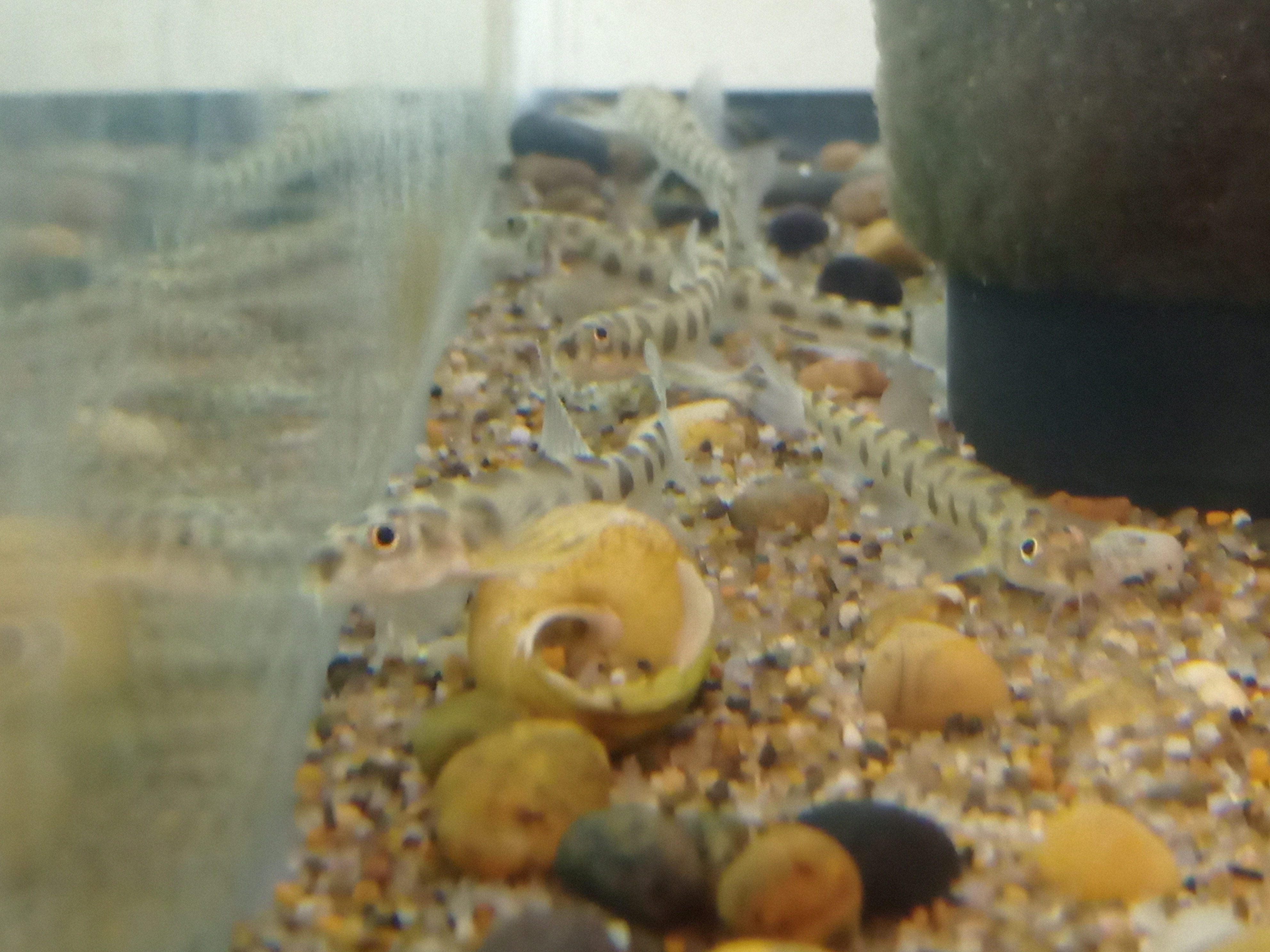 静岡の熱帯魚屋さんミクロの入荷。