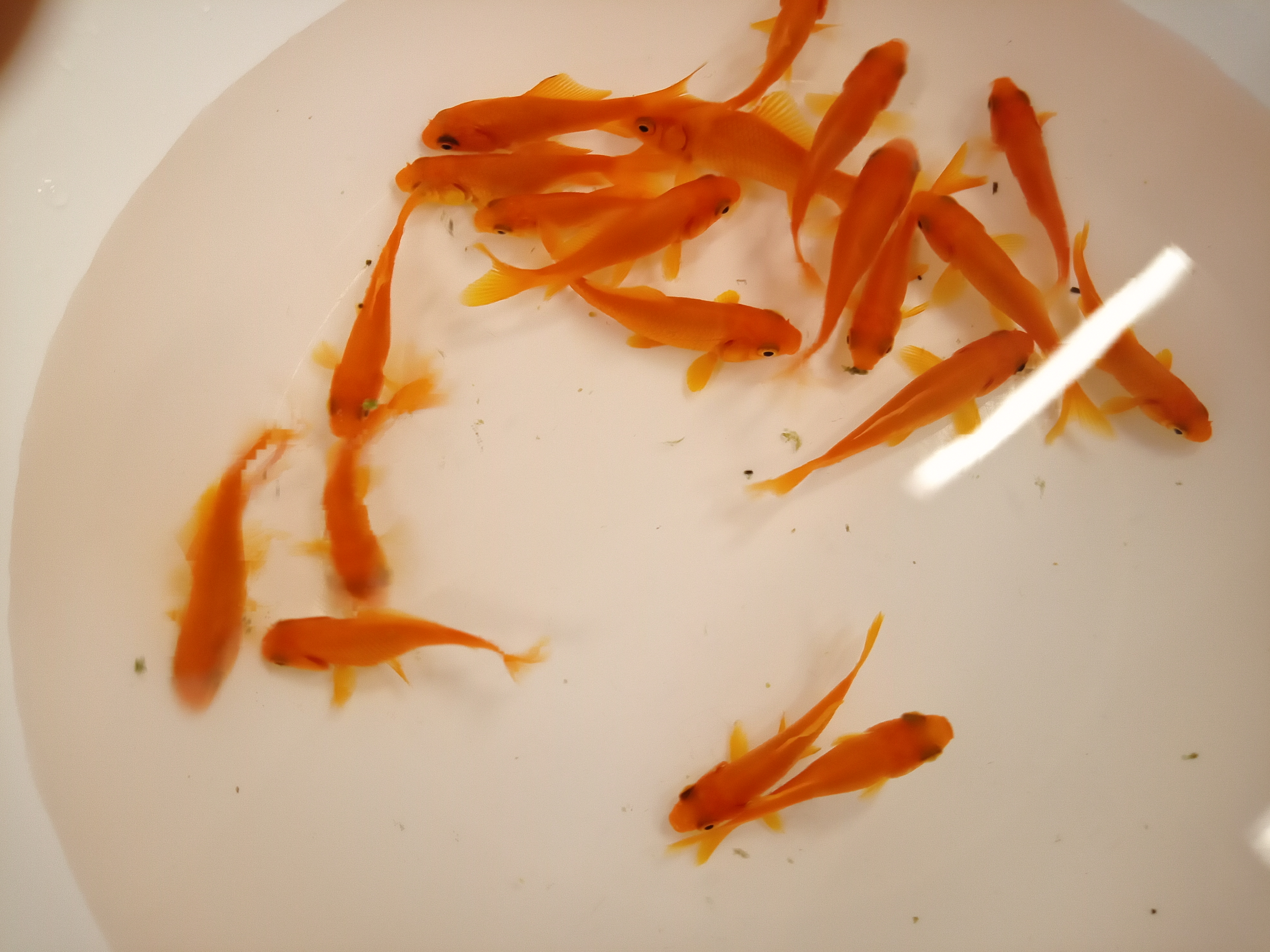 静岡の熱帯魚屋さんミクロの入荷。
