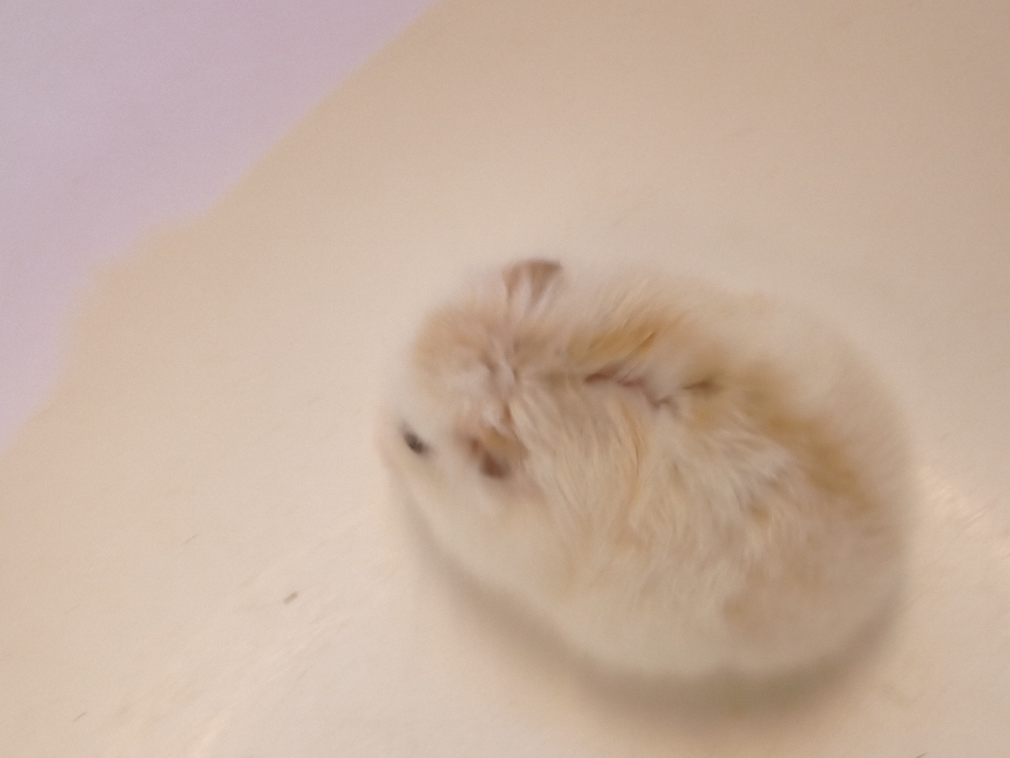 静岡のペットショップミクロで始める「ハムスター」飼育