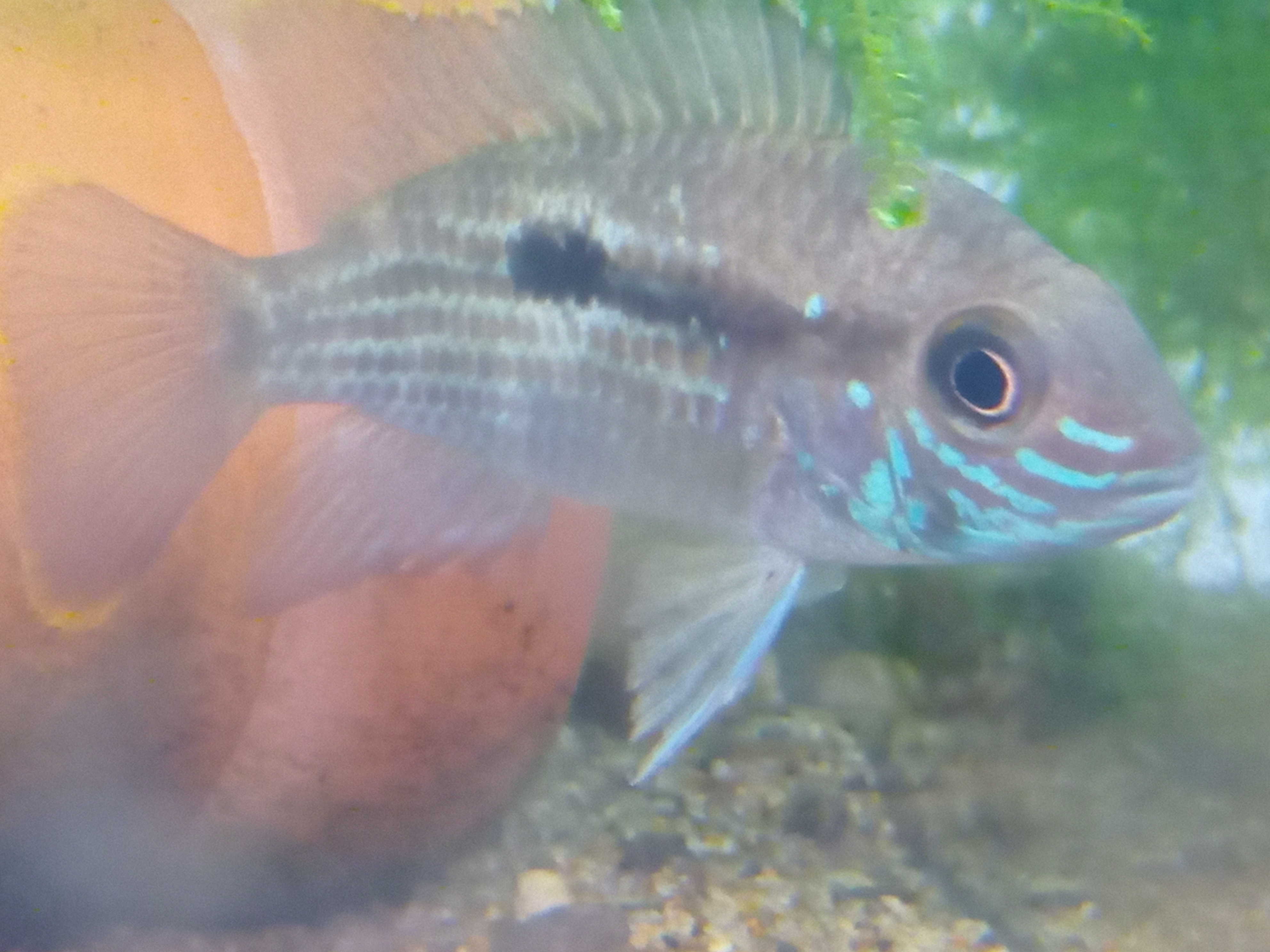 静岡の熱帯魚屋さんミクロの入荷。