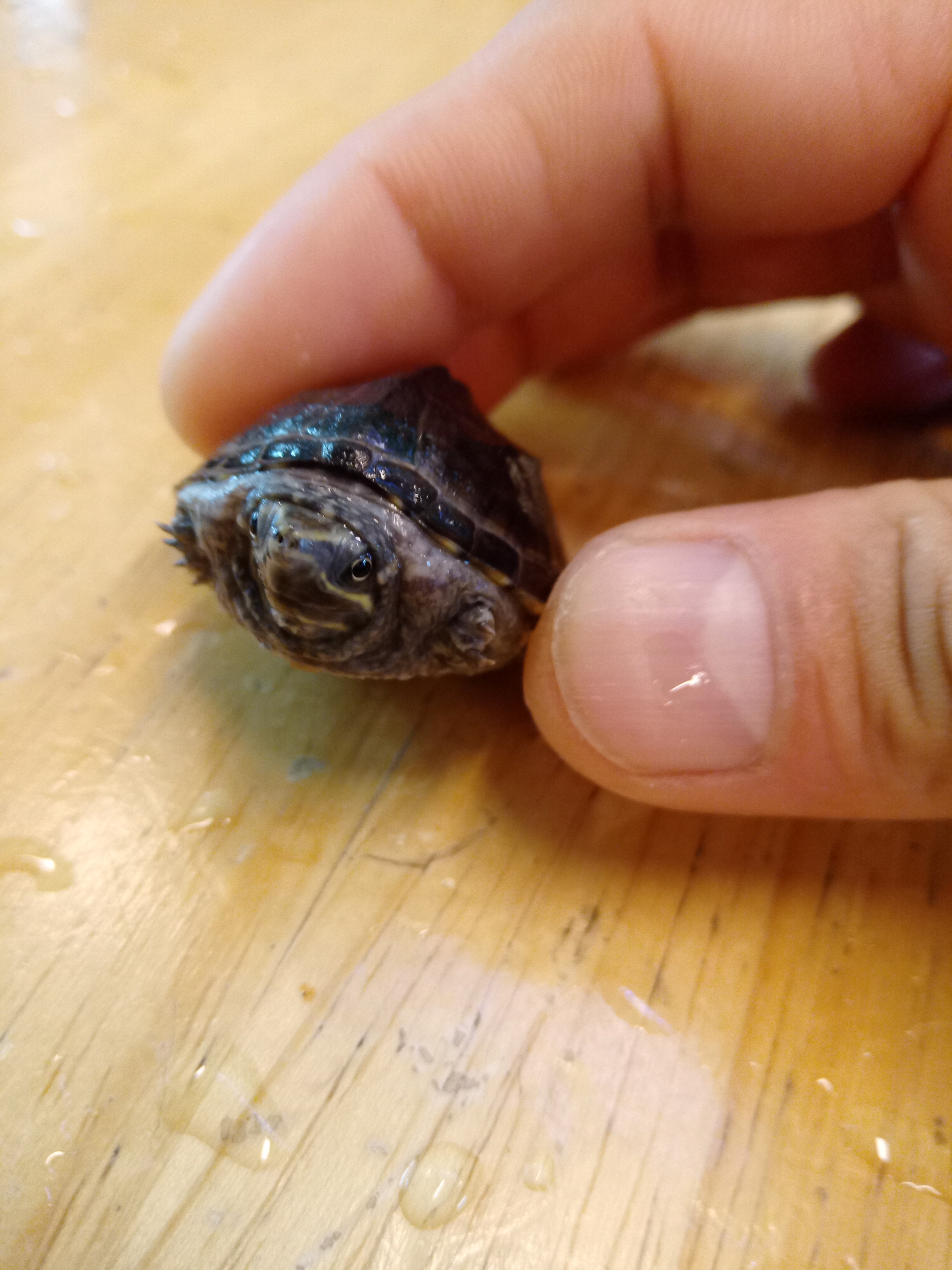 静岡のペットショップミクロで始める「ミシシッピーニオイガメ」飼育